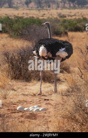 Somalischer Strauß (Struthio molybdophanes) nistet im Samburu-Nationalpark Stockfoto