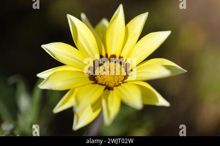 Blühende Gazania Rigens, Schatzblume, natürlicher Makro-floraler Hintergrund Stockfoto