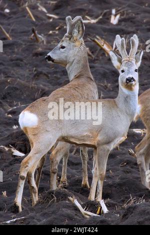 rehe auf Pflugflächen; diese Tiere können in landwirtschaftlichen Gebieten zu Schädlingen werden (Capreolus capreolus) Stockfoto