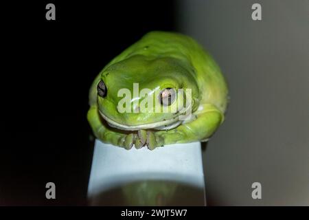 Australischer grüner Baumfrosch, Litoria caerulea, verwechselt einen Gartenstuhl mit einem Baum. Porträt in der Nacht. Queensland Garden. Schwarzer Hintergrund. Stockfoto