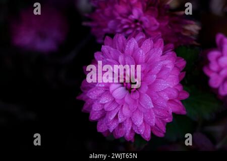 Aster oder settembrino: Die Blume, die den September darstellt Stockfoto