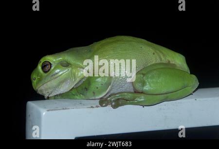 Australischer grüner Baumfrosch, Litoria caerulea, verwechselt einen Gartenstuhl mit einem Baum. Seitenansicht bei Nacht. Queensland Garden. Schwarzer Hintergrund. Stockfoto