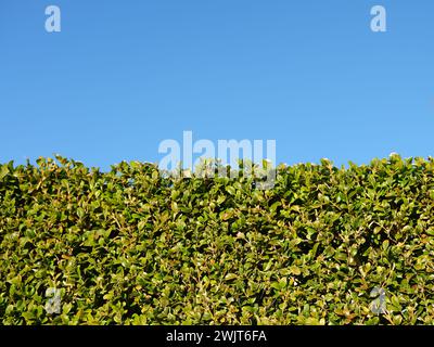 Frisch geschnittene immergrüne Hecke aus nächster Nähe. Sonnenlicht und klarer blauer Hintergrund mit Platz für Text Stockfoto