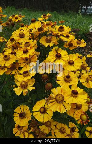 Natürliche vertikale Nahaufnahme auf einer Ansammlung von bunten gelben Niezeweed, Helenium autumnale Stockfoto