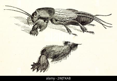 Alte gravierte Illustration der Europäischen Maulwurfgrille mit Detail des Insektenbeins. Von unbekanntem Autor, veröffentlicht auf Magasin Pittoresque, Paris, 1852 Stockfoto