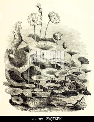 Botanische Gravur blühender Lotusblüten in dekorativen Becken, fein verziert mit Linienschattierung, aus dem Magazin Pittoresque, 1852. Stockfoto
