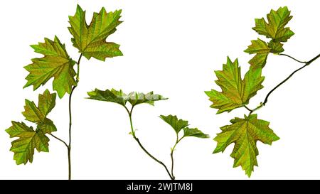 Ahornzweig mit grünen Ahornblättern isoliert auf weißem Hintergrund. Ahornblatt Set. Isoliert. Frühlingsjunges Grün. Stockfoto