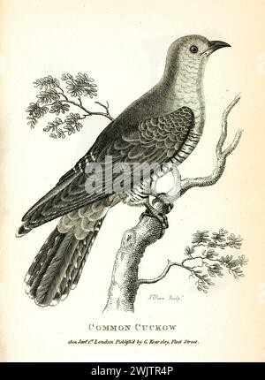 Alte gravierte Illustration von gemeinem Kuckuck (Kuckuck). Erstellt von George Shaw, veröffentlicht in Zoological Lectures, London, 1809 Stockfoto