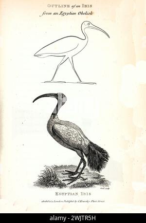 Alte gravierte Illustration des ägyptischen Ibis. Erstellt von George Shaw, veröffentlicht in Zoological Lectures, London, 1809 Stockfoto