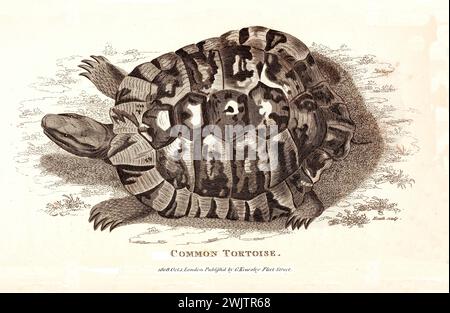 Alte gravierte Abbildung von gemeiner Schildkröte. Erstellt von George Shaw, veröffentlicht in Zoological Lectures, London, 1809 Stockfoto