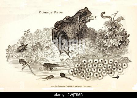 Alte Gravur von gemeinem Frosch. Erstellt von George Shaw, veröffentlicht in Zoological Lectures, London, 1809 Stockfoto