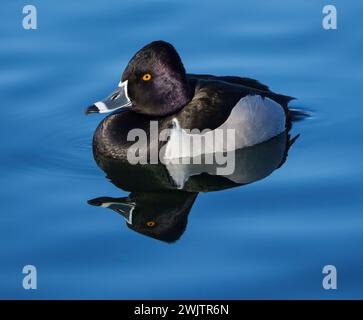 Eine männliche Ente mit Ringhals, die anmutig auf einer ruhigen blauen Wasseroberfläche schwimmt Stockfoto