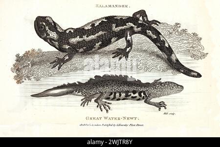 Great Water Newt und Salamander im Profil, frühe herpetologische Gravur von George Shaw, veröffentlicht 1809, aus Zoological Lectures. Stockfoto