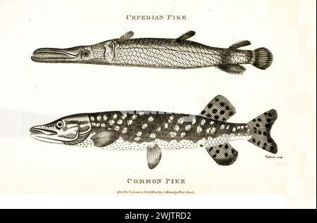 Alte eingravierte Zwillingsillustration von gemeinem Hecht und Cepedian Hecht (?). Erstellt von George Shaw, veröffentlicht in Zoological Lectures, London, 1809 Stockfoto