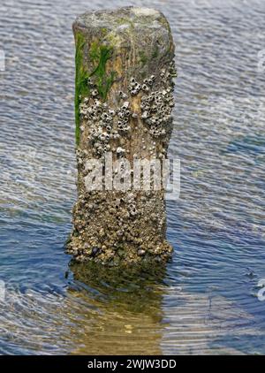 acorn Barnacles (Semibalanus balanoides) bei hölzernen Groyne, Nordsee, Deutschland Stockfoto