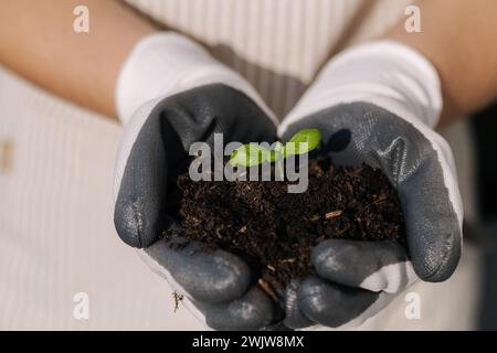 Nahaufnahme von zwei Händen, die Pflanzkeimlinge tragen, die in den Boden gepflanzt werden sollen. Stockfoto