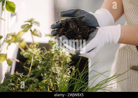 Nahaufnahme von zwei Händen, die Pflanzkeimlinge tragen, die in den Boden gepflanzt werden sollen. Stockfoto