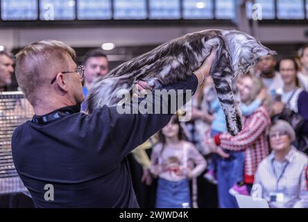 Olympia London 17 Feb 2024 Ein puurfektes Wochenende über nichts als Katzen. Mit einer atemberaubenden Auswahl an Katzen beim International Cat Competition. Sehen Sie, wer an der Spitze steht, während er sich Kopf an Kopf um die ultimativen Preise für Best Kitten, Best Cat, Best Alter und Best Household PET dreht. Paul Quezada-Neiman/Alamy Live News Credit: Paul Quezada-Neiman/Alamy Live News Stockfoto