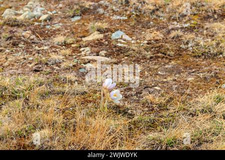 Östliche Pasqueflower (Pulsatilla patens), auch bekannt als Präriekrokus, Cutleaf Anemone, Felsenlilie Stockfoto