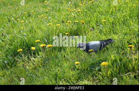 Gewöhnliche Taube (Columba livia), auch Steintaube oder Steintaube genannt. Suche nach Nahrung auf grünem Gras. Großer dunkler Vogel. Tauben suchen nach f Stockfoto