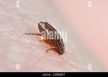 Floh. Insektenbeißen und Blut trinken auf der menschlichen Haut. Stockfoto