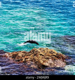 Seehundschwimmen im Abel Tasman Nationalpark, Südinsel, Neuseeland Stockfoto