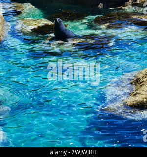 Seal sonnt sich im Abel Tasman National Park, South Island, Neuseeland Stockfoto