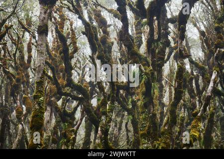 Grüner Wald am Routeburn Track in der Nähe von McKenzie Hut, Fjiordland National Park, South Island, Neuseeland Stockfoto