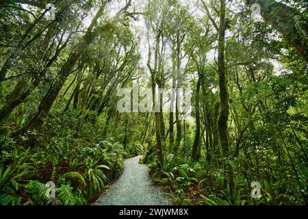 Grüner Wald am Routeburn Track in der Nähe von McKenzie Hut, Fjiordland National Park, South Island, Neuseeland Stockfoto