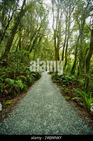 Grüner Wald am Routeburn Track in der Nähe von McKenzie Hut, Fjiordland National Park, South Island, Neuseeland Stockfoto