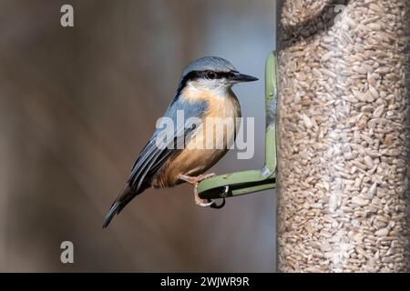 Nuthatch (Sitta europaea) auf einem Gartenvogelfutter im Winter, England, Vereinigtes Königreich, mit Sonnenblumenkernen Stockfoto