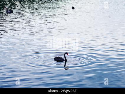 Schwarzer Schwan in einem Teich in Rotorua, Nordinsel, Neuseeland Stockfoto