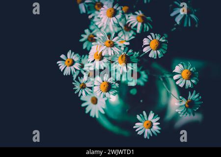 Schöne weiße Gänseblümchen stehen in Form eines Blumenstraußes in einer Glasvase. Sie werden von der Sommersonne beleuchtet und schaffen eine romantische Atmosphäre. Dies Stockfoto