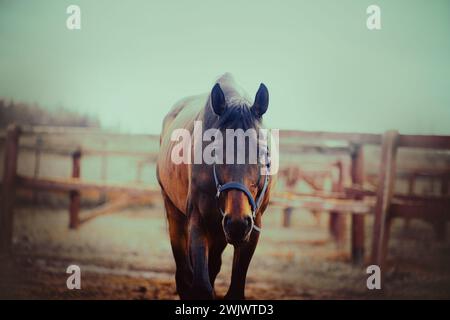 Im Sommer grast ein schönes Pferd auf den Feldern eines Bauernhofes. Landwirtschaft und Viehzucht. Pferdepflege. Ländliche Landschaft. Stockfoto