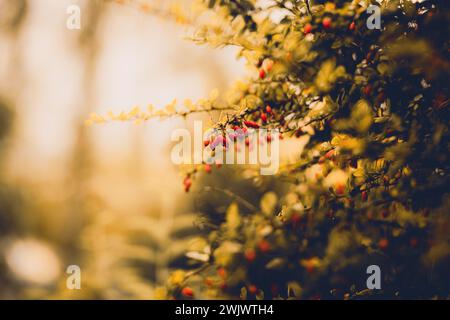 An einem regnerischen Herbsttag Reifen die roten Berberberitze an schönen Zweigen. Diese Waldbeeren haben viele gesundheitliche Vorteile. Stockfoto