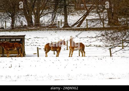 3 Pferde auf dem Feld, schmutziges Fell, Schnee, Bauernhof, Landschaft, Haustiere, begehbarer Schuppen, Winter, Pennsylvania, Chester County, PA Stockfoto