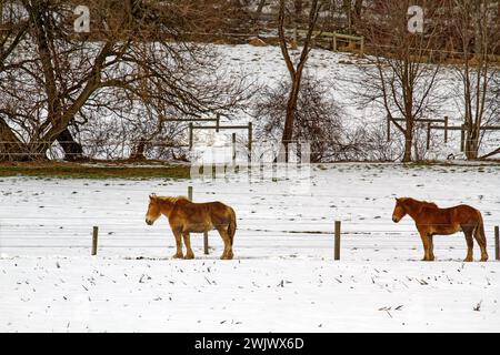2 Pferde auf dem Feld, schmutziges Fell, Schnee, Bauernhof, Landschaft, Haustiere, Winter, Pennsylvania, Chester County, PA Stockfoto