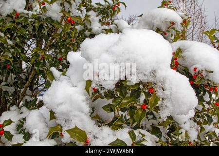 Schneesturm; Wetterereignis; Schnee auf holly Busch, Natur, hübsch, Winter; Chester County; PA; Pennsylvania Stockfoto