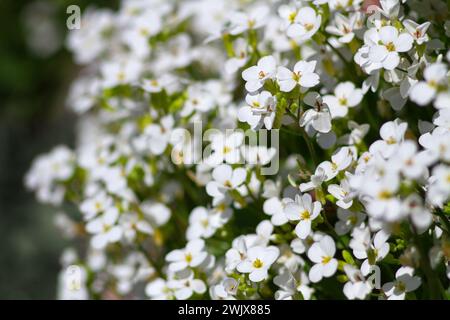 Schöne kleine weiße Blumen im Garten. Selektiver Fokus. Alyssum (Lobularia maritima). Blumenhintergrund. Stockfoto