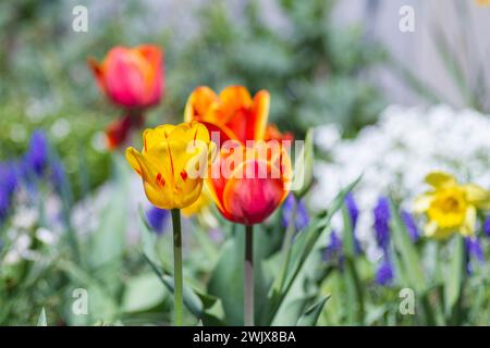 Bunte Tulpenblüten im Garten, floraler Hintergrund, Stockfoto, gelbe und rote Tulpen, Frühlingsblumenbeet Stockfoto