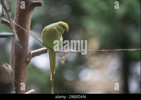 Amsterdam Niederlande 17. Februar 2024 Rosenringsittich Psittacula krameri / Halsbandparkiet auf einem Amsterdamer Balkon. Die grünen Vögel sind heute im Randstad verbreitet. vogel, exoot, Stockfoto