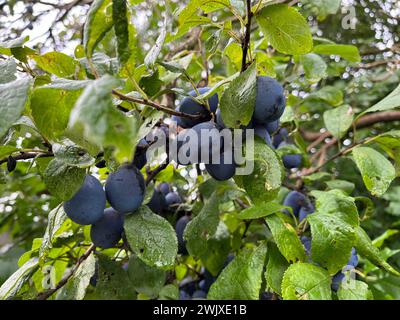 Ein Haufen reifer lila Damenfrüchte wächst auf dem Baumzweig. Nahaufnahme angezeigt. Umgeben von grünen Blättern. Geeignet für einen Hintergrund. Stockfoto