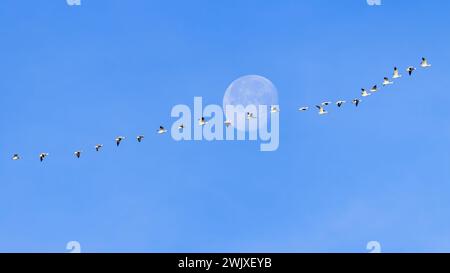 Schneegänse fliegen vor dem Hintergrund des Wolfsmondes. Stockfoto