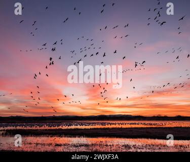 Im Bosque del Apache National Wildlife Refuge, New Mexico, landet eine Schar Schneegänse im Morgenlicht Stockfoto