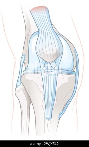 Abbildung: Gesunde Anatomie des Kniegelenks. Stockfoto