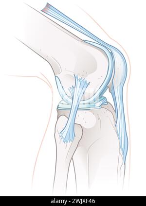 Abbildung: Gesunde Anatomie des Kniegelenks. Stockfoto