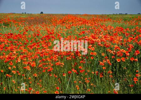 Ein Feld aus grünem Gras mit Haufen hellroter Mohnblumen unter klarem blauem Himmel. Stockfoto