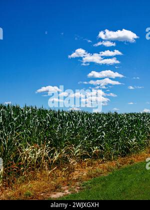 Grünes Maisfeld, Boden sichtbar an der Basis, unter teilweise bewölktem Himmel. Stockfoto