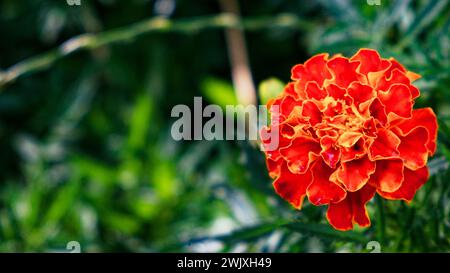 Eine orange-gelbe Ringelblume steht vor einem Hintergrund dunkelgrüner Blätter im Fokus. Stockfoto