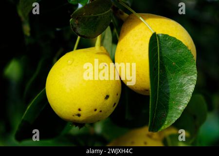 Zwei gelbe Früchte mit kleinen schwarzen Flecken hängen an einem Baum, umgeben von grünen Blättern. Stockfoto